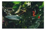 Tablou Canvas, "Pasăre roșie &icirc;n jungla verde", Scarlat, Lumină, Frunze, Tropical, Păsare, Verde, Junglă, Umbră, 39 x 26 cm, CMCLASS