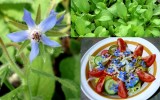 BORAGO OFFICINALIS / 5 seminte pt semanat