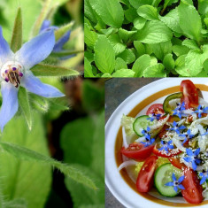 BORAGO OFFICINALIS / 5 seminte pt semanat