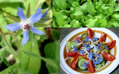 BORAGO OFFICINALIS / 5 seminte pt semanat foto