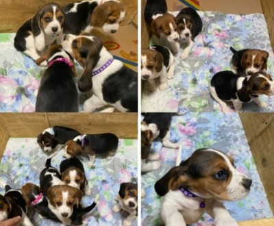 Beagle de v&amp;acirc;nzare foto