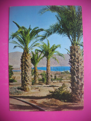 HOPCT 79554 EILAT PALMIERI -ISRAEL -NECIRCULATA foto