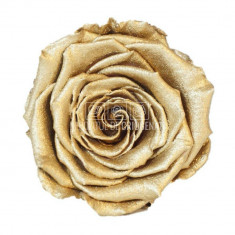 Trandafiri Criogenati XL METALLIC GOLD Ø6-6,5cm, set 6 buc /cutie