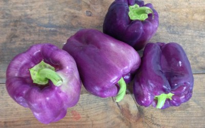 Ardei Graas dulce VIOLET - 10 seminte pentru semanat foto