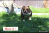 American Bully, [en.casa]