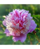 Bujor Rizom 2/3 muguri Paeonia Sorbet, roz, crem pe margini intre petale, 1/2 flori duble, 90cm,5-6