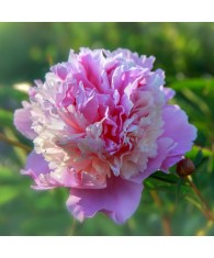Bujor Rizom 2/3 muguri Paeonia Sorbet, roz, crem pe margini intre petale, 1/2 flori duble, 90cm,5-6