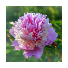 Bujor Rizom 2/3 muguri Paeonia Sorbet, roz, crem pe margini intre petale, 1/2 flori duble, 90cm,5-6