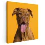 Tablou caine rasa Dog de Bordeaux Tablou canvas pe panza CU RAMA 30x30 cm