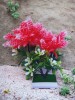 Copacel decorativ model astilbe rosu, Oem