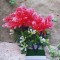 Copacel decorativ model astilbe rosu