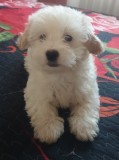 Bichon Maltez puiuți