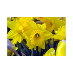 Narcise Marieke 14/16 ,bulb