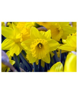 Narcise Marieke 14/16 ,bulb foto