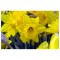 Narcise Marieke 14/16 ,bulb