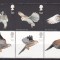 Marea Britanie / Anglia 2003 fauna pasari MI 2070-2079 MNH