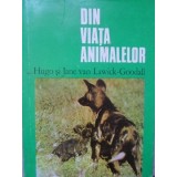 DIN VIATA ANIMALELOR-HUGO SI JANE VAN LAWICK-GOODALL-214036