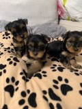 Yorkshire terrier / băieți