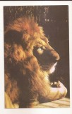 RF188 - Carte Postala - Gradina Zoologica Bucuresti. Leu, necirculata