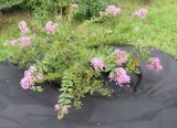 Folie agrotextil antiburuieni pentru mulcire, UV, 1 x 30 m, 50 g/mp, negru