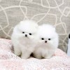 Pomeranian rasa pura