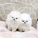 Pomeranian mini toy