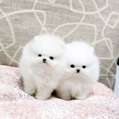 Pomeranian rasa pura