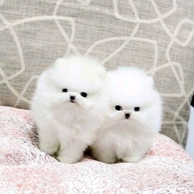 Pomeranian rasa pura foto