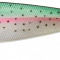 Gunki G Bump Contest 14cm Rainbow Minnow