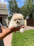 Pomeranian 2 baieti si o fetita disponibili