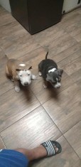 Vand amstaff