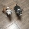 Vand amstaff