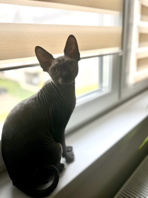 Motan Sphynx monta foto