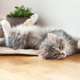 Turkish angora / angora turceasca