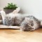 turkish angora / angora turceasca