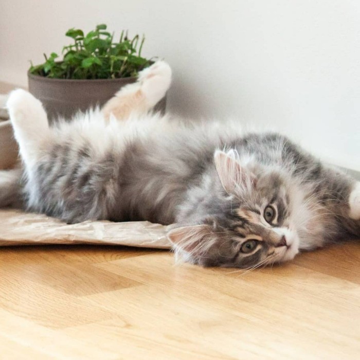 turkish angora / angora turceasca
