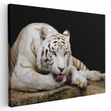 Tablou tigru alb odihnindu-se Tablou canvas pe panza CU RAMA 70x100 cm