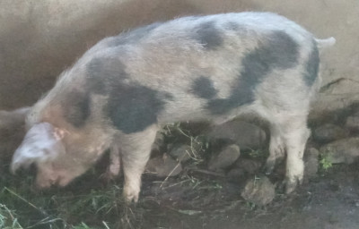 Porci de Craciun foto