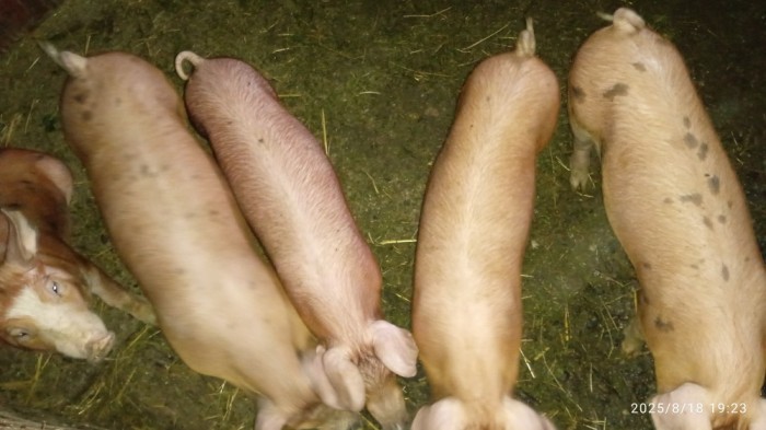 Purcei de v&acirc;nzare