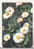 Bnk cld Calendar de buzunar - 1979 - Electroexportimport Bucuresti