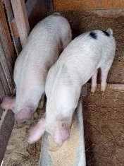 Porci de vanzare