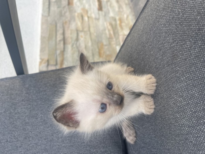 Pisicuțe birmaneze
