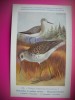 HOPCT 6296 TRINGA NEBULARIA -PASARI DE APA -FAUNA EUROPA-CP CHROMO LITHO -MUZEUL REGAL STIINTE NATURALE BELGIA-NECIRCULATA, Printata