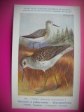 HOPCT 6296 TRINGA NEBULARIA -PASARI DE APA -FAUNA EUROPA-CP CHROMO LITHO -MUZEUL REGAL STIINTE NATURALE BELGIA-NECIRCULATA, Printata