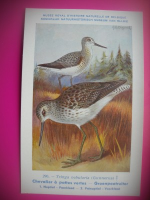 HOPCT 6296 TRINGA NEBULARIA -PASARI DE APA -FAUNA EUROPA-CP CHROMO LITHO -MUZEUL REGAL STIINTE NATURALE BELGIA-NECIRCULATA foto