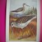 HOPCT 6296 TRINGA NEBULARIA -PASARI DE APA -FAUNA EUROPA-CP CHROMO LITHO -MUZEUL REGAL STIINTE NATURALE BELGIA-NECIRCULATA