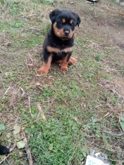 Pui Rottweiler foto