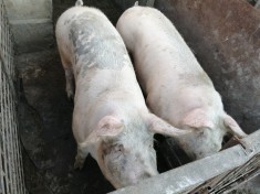 Porci de vanzare Teleorman Dobrotesti foto