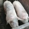 Porci de vanzare Teleorman Dobrotesti