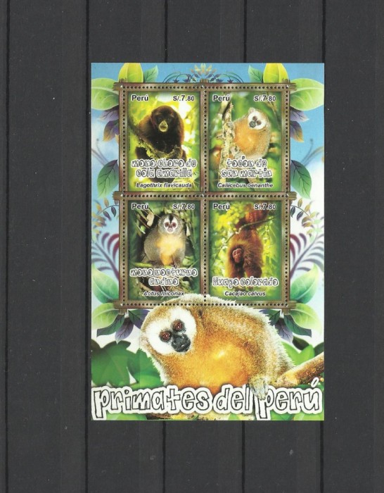 PERU 2011 FAUNA MAIMUTE